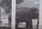 Слони Миколаївського зоопарку купалися під зливою