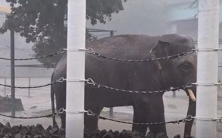 Слони Миколаївського зоопарку купалися під зливою