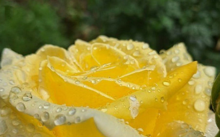 На Миколаївщині 9 липня очікують дощі, грози та вітер